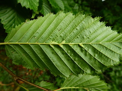 Aceria tenella