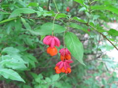Euonymus verrucosus