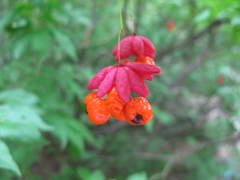 Euonymus verrucosus