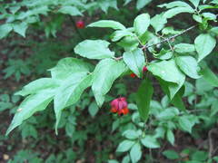 Euonymus verrucosus