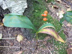 Convallaria majalis