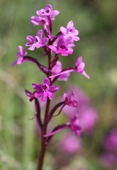 Orchis quadripunctata