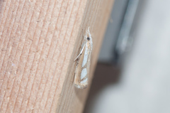 Catoptria latiradiellus