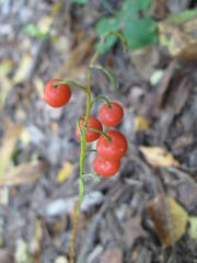 Convallaria majalis