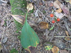 Convallaria majalis