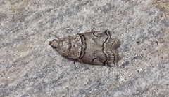 Acrobasis romanella