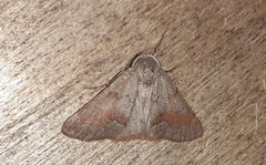 Adalbertia castiliaria