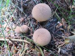 Lycoperdon nigrescens