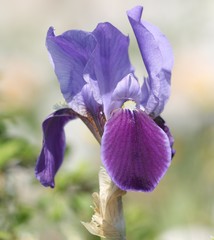 Iris bicapitata