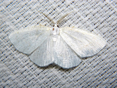 Protitame virginalis