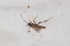 Polytribax contiguus
