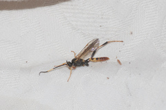 Polytribax contiguus