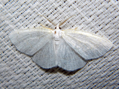 Protitame virginalis