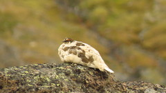 Lagopus muta hyperborea