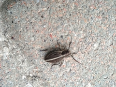 Dorcadion holosericeum