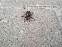 Dorcadion holosericeum