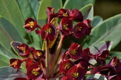 Euphorbia atropurpurea image