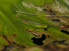 Gesonula punctifrons