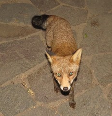 Vulpes vulpes ichnusae