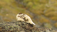 Lagopus muta hyperborea