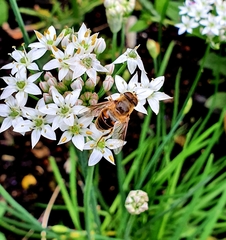 Eristalis tenax