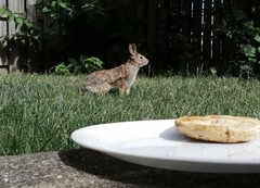 Sylvilagus floridanus