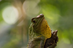 Lyriocephalus scutatus