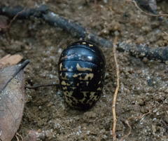 Arthrosphaera versicolor
