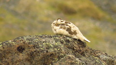 Lagopus muta hyperborea