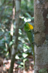 Lyriocephalus scutatus