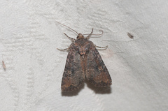 Mesapamea fractilinea