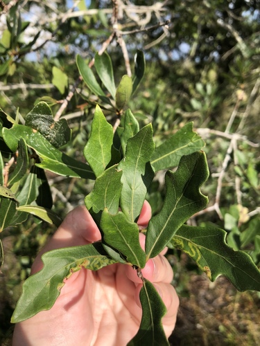 Darlington oak and water oak hybrid (Hybrid Quercus nigra × Quercus ...