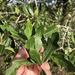 Quercus hemisphaerica × nigra - Photo (c) brettbudach, algunos derechos reservados (CC BY-NC)