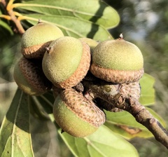 Quercus nigra × Quercus hemisphaerica
