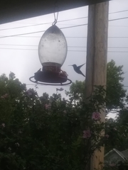 Archilochus colubris