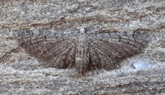 Eupithecia ultimaria