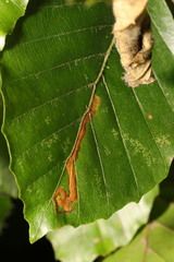 Stigmella hemargyrella