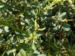 Halimodendromyia heptopotamica