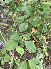 Aronia melanocarpa