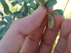 Halimodendromyia heptopotamica