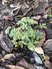 Geranium multisectum