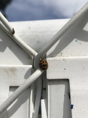 Harmonia axyridis