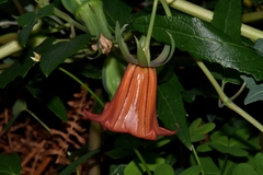Canarina canariensis image