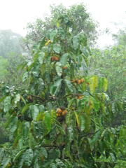 Garcinia madruno