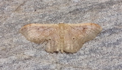 Idaea rubraria