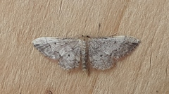 Idaea efflorata