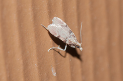 Acallis alticolalis