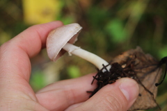 Agaricus semotus