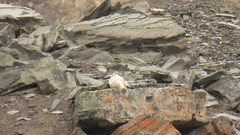 Lagopus muta hyperborea