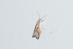 Ancylis goodelliana